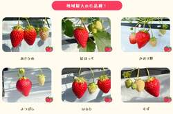 「兵庫県三田市の福助ファームでいちご狩り開始　バリアフリーのハウスで6品種食べ比べ」の写真
