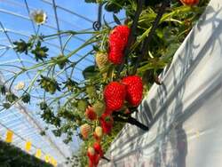 「兵庫県三田市の福助ファームでいちご狩り開始　バリアフリーのハウスで6品種食べ比べ」の写真