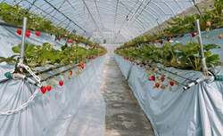 「兵庫県三田市の福助ファームでいちご狩り開始　バリアフリーのハウスで6品種食べ比べ」の写真