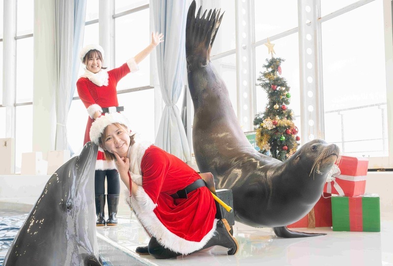 クリスマス限定プログラムの「イルカ・アシカオーシャンライブ」では、カリフォルニアアシカがベルを用いたパフォーマンスに挑戦！
