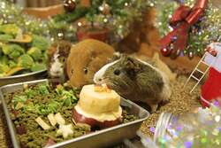 「千葉県富津市のマザー牧場でクリスマス！　親子で楽しむトナカイひつじ記念撮影会開催」の写真