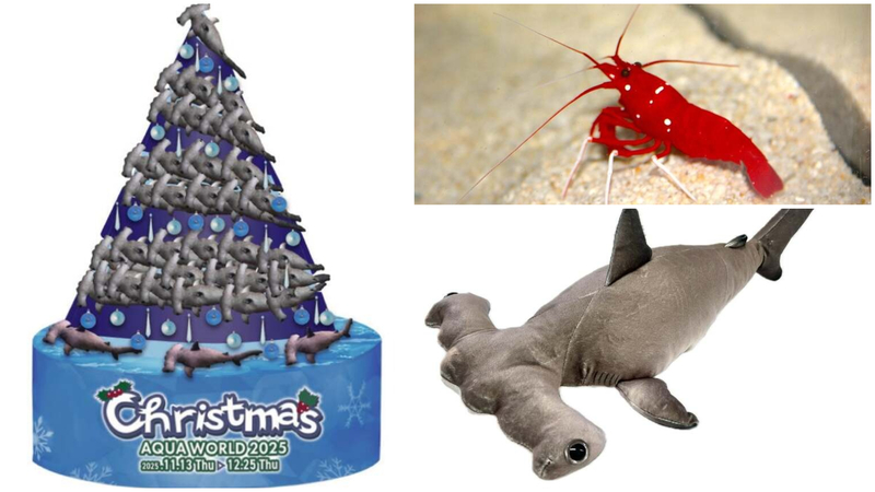 （左）「シュモクザメツリー」、（右上）サンタクロースカラーが特徴の「シロボシアカモエビ」、（右下）アカシュモクザメぬいぐるみ