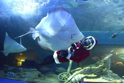 「クリスマス水中ショー」過去開催時の様子