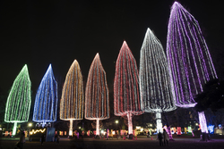 メタセコイヤの巨大なイルミネーションツリー