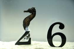 「茨城・大洗の水族館で新春イベント！アシカの書初めや午年の干支水槽など盛りだくさん」の写真