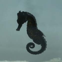 「茨城・大洗の水族館で新春イベント！アシカの書初めや午年の干支水槽など盛りだくさん」の写真