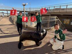 アシカのおさんぽタイム