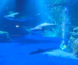 潜水清掃（イメージ）