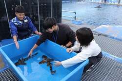 「横浜・八景島シーパラダイスで「サメ博2026」が開催　サメのすべてがわかる特別展」の写真