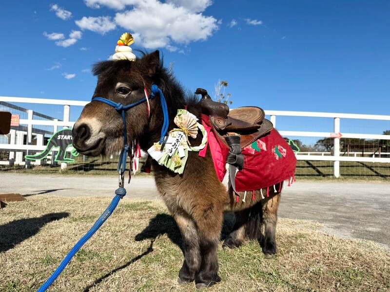 干支“午”のミニチュアホース（クーちゃん）との撮影会も開催