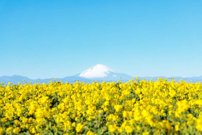 開運イエローに染まる満開の菜の花と富士山