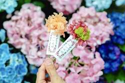 「横須賀ソレイユの丘で新春開運イベント開催！親子で菜の花畑と富士山の絶景を楽しもう」の写真