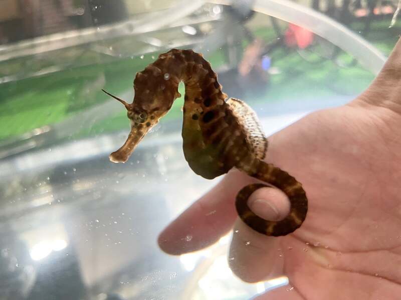 タツノオトシゴ