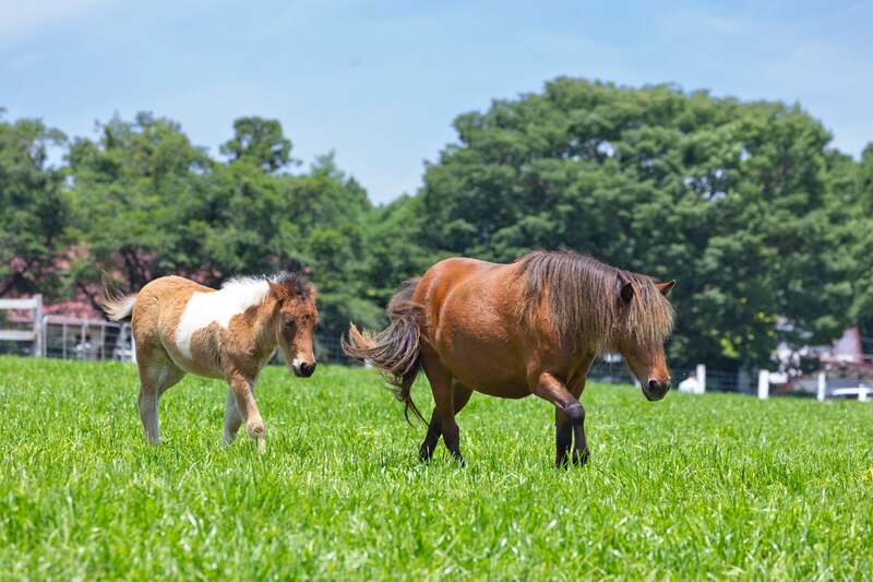 貸出画像「ミニチュアホース(イメージ)」