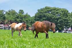 貸出画像「ミニチュアホース(イメージ)」