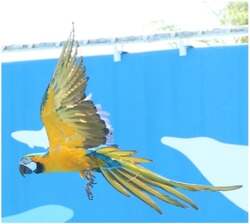 「仙台うみの杜水族館でお正月イベント開催！　生きものたちの書き初めや福笑いも」の写真