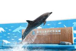 「仙台うみの杜水族館でお正月イベント開催！　生きものたちの書き初めや福笑いも」の写真