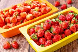 1月5日からは、フレッシュいちご2種の食べ比べ