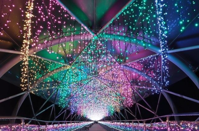 フラワーイルミネーション2025／(c)とっとり花回廊