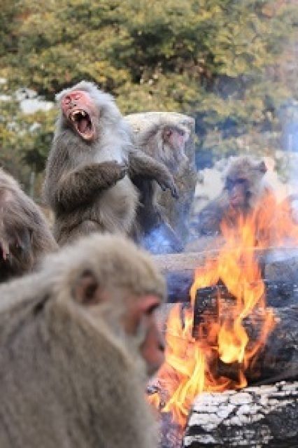 冬の風物詩「たき火にあたるサル」／（C）公益財団法人日本モンキーセンター