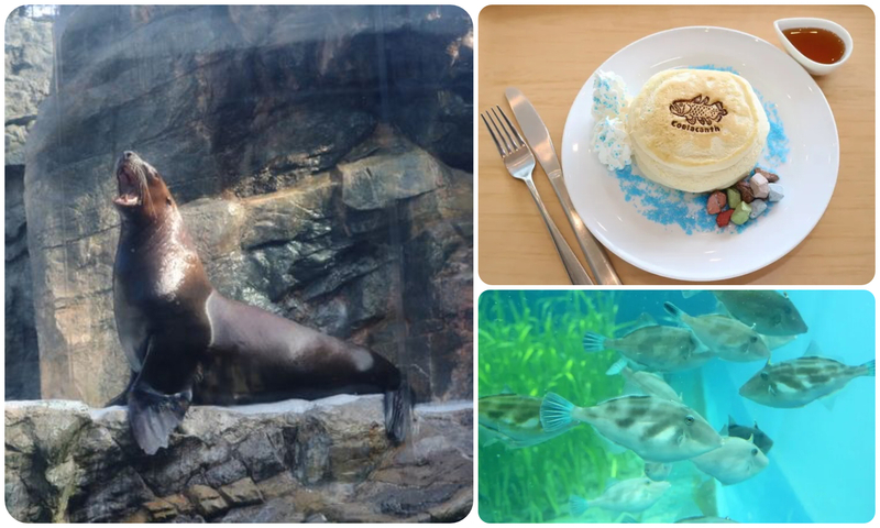 トドまらない2026お正月／「ウマ年」にちなみトド（海馬）をテーマに「トドまらない2026お正月」開催