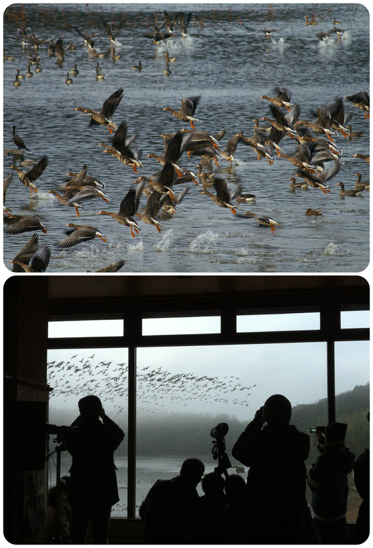 ガンの飛び立ちを見よう！