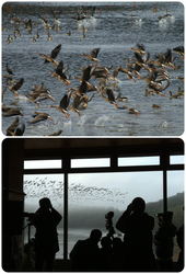 ガンの飛び立ちを見よう！