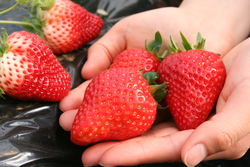 「【1月限定】子供入場無料でお得！「成田ゆめ牧場」でふれあい体験＆牧場グルメ満喫」の写真