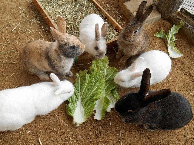 飼育係とおはなしサタデー 〜ウサギやテンジクネズミについてのお話〜