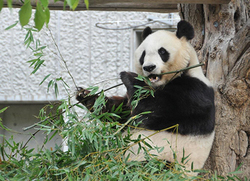 「【100%癒し系】超かわいい赤ちゃん動物がいる動物園4選！」の写真