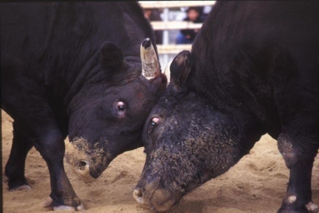 定期闘牛大会「正月場所」