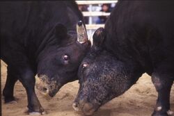 定期闘牛大会「正月場所」