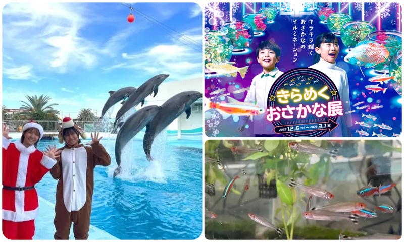 きらめくおさかな展