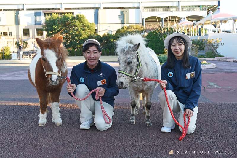 ミニチュアホース