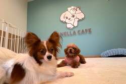 「静岡県浜松市に「保護犬猫カフェ」誕生！　オープンキャンペーンで入場料30分無料」の写真