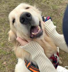 「静岡県浜松市に「保護犬猫カフェ」誕生！　オープンキャンペーンで入場料30分無料」の写真