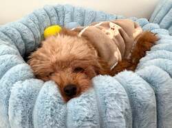 「静岡県浜松市に「保護犬猫カフェ」誕生！　オープンキャンペーンで入場料30分無料」の写真