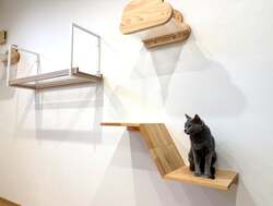 「静岡県浜松市に「保護犬猫カフェ」誕生！　オープンキャンペーンで入場料30分無料」の写真