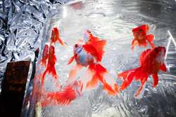 「奈良金魚ミュージアムに銀世界が出現！冬季企画展「銀魚展」開催　新春の没入体験！」の写真