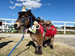 「【神奈川】年末年始のおでかけ計画に！人気スポット営業時間＆イベント情報まとめ」の写真