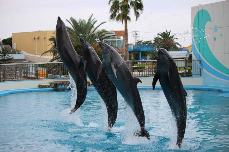 ショーに出演しているイルカたち