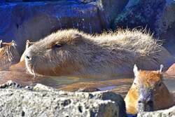 「カピバラが長風呂バトル！　全国5園で癒されながら応援できるイベント開催」の写真
