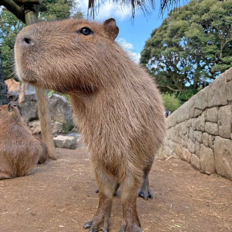 伊豆代表「トリュフ」