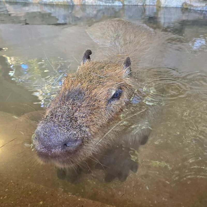 長崎代表「ぷるーん」