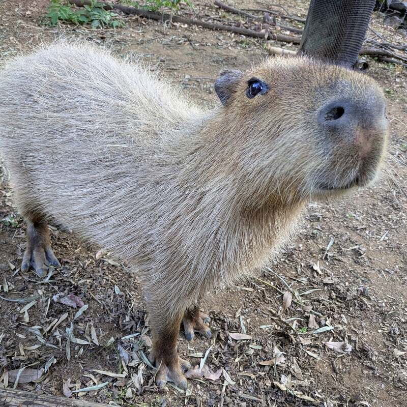 埼玉代表「ヘチマ」