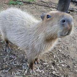 埼玉代表「ヘチマ」