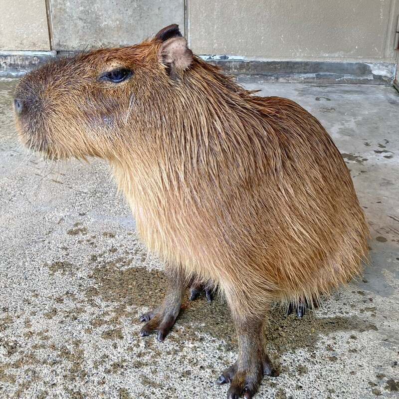 石川代表「シータ」