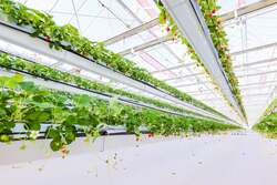 「出雲大社から車で7分！40分食べ放題のいちご狩り新施設　中国地方最大規模3種食べ比べ」の写真