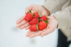 「出雲大社から車で7分！40分食べ放題のいちご狩り新施設　中国地方最大規模3種食べ比べ」の写真