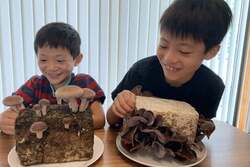 「横浜みなとみらいでしいたけ狩り！赤レンガ倉庫で収穫＆栽培体験、親子で楽しむ食育祭」の写真